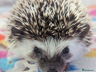 Pygmy Hedgehog rodents Beautiful Baby Hoglets/Ready Now - Advert 11