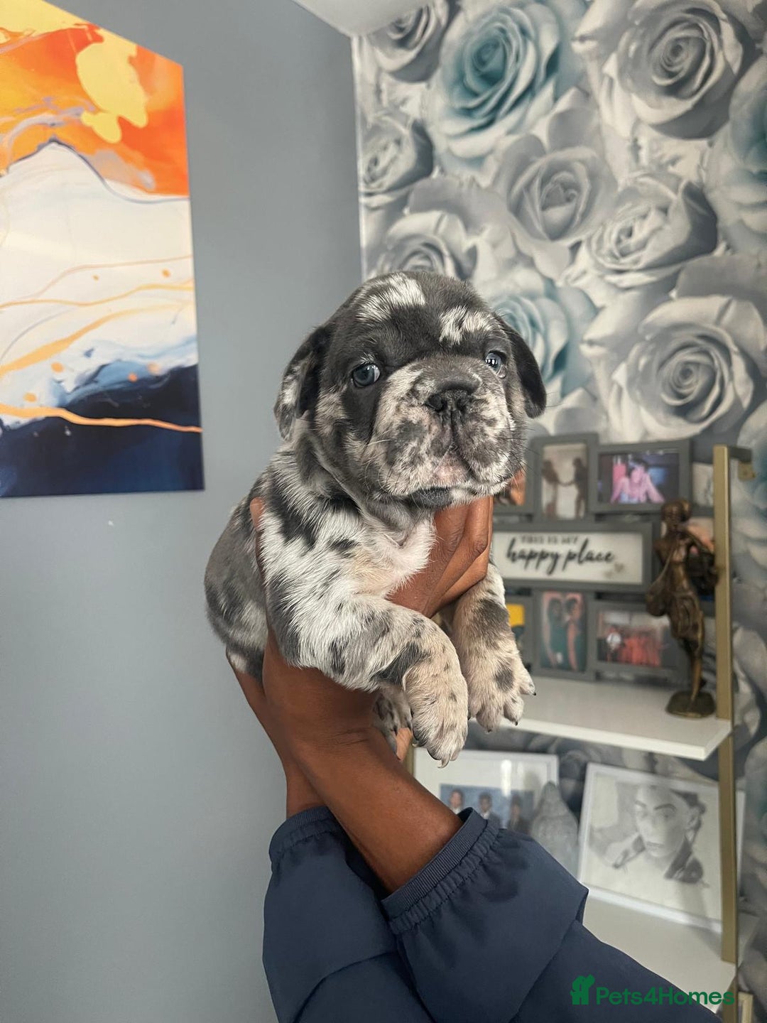 French Bulldog dogs for sale: beautiful frenchies - Image 28
