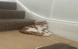 Domestic Shorthair cats for sale: Beautiful ginger and white Kitten  - Image 2