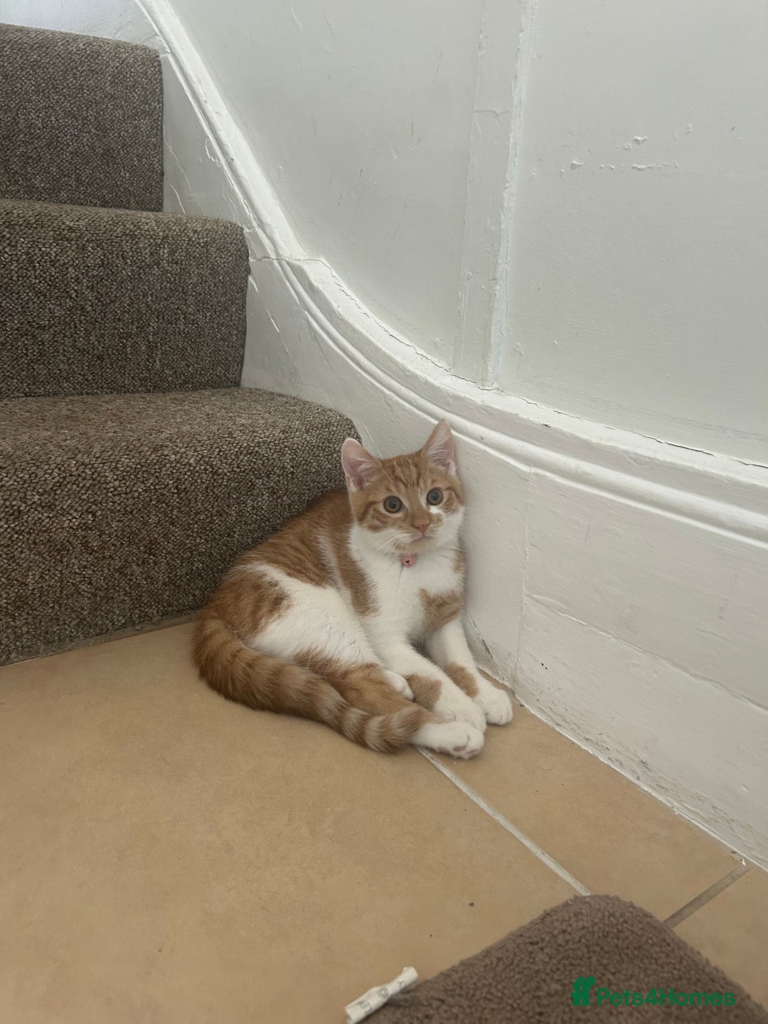 Domestic Shorthair cats for sale: Beautiful ginger and white Kitten  - Image 2