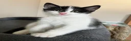 Mixed Breed cats for sale: 4 adorable farm rescues looking for loving homes in Glasgow - Advert 4