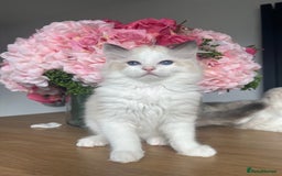 Ragdoll cats for sale: Registered Ragdoll kittens for sale - Image 34