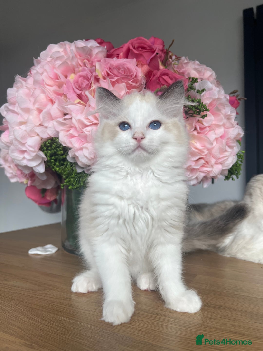 Ragdoll cats for sale: Registered Ragdoll kittens for sale - Image 34
