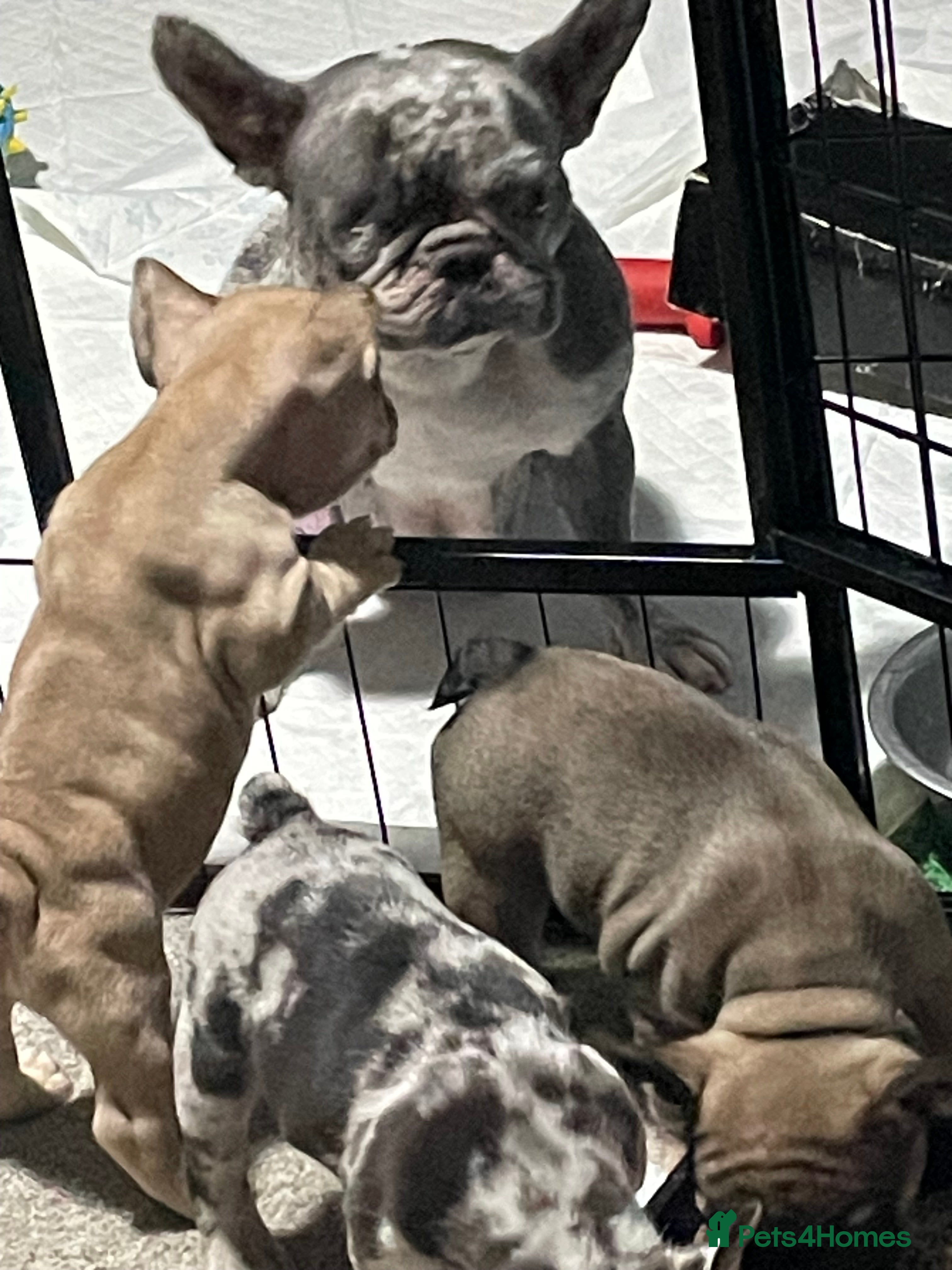 French Bulldog dogs Two boys left - Advert 1
