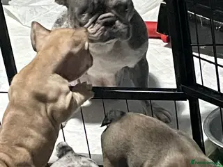 French Bulldog dogs Two boys left - Advert 11