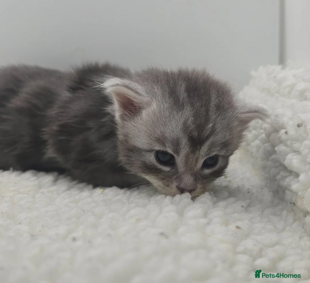 Maine Coon cats for sale: READY NOW Maine Coons Shaded & Silver - Advert 38