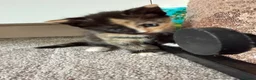 Mixed Breed cats for sale: Calico Beautiful-Mum Siamese Dad Ragdoll Bengal  - Advert 13