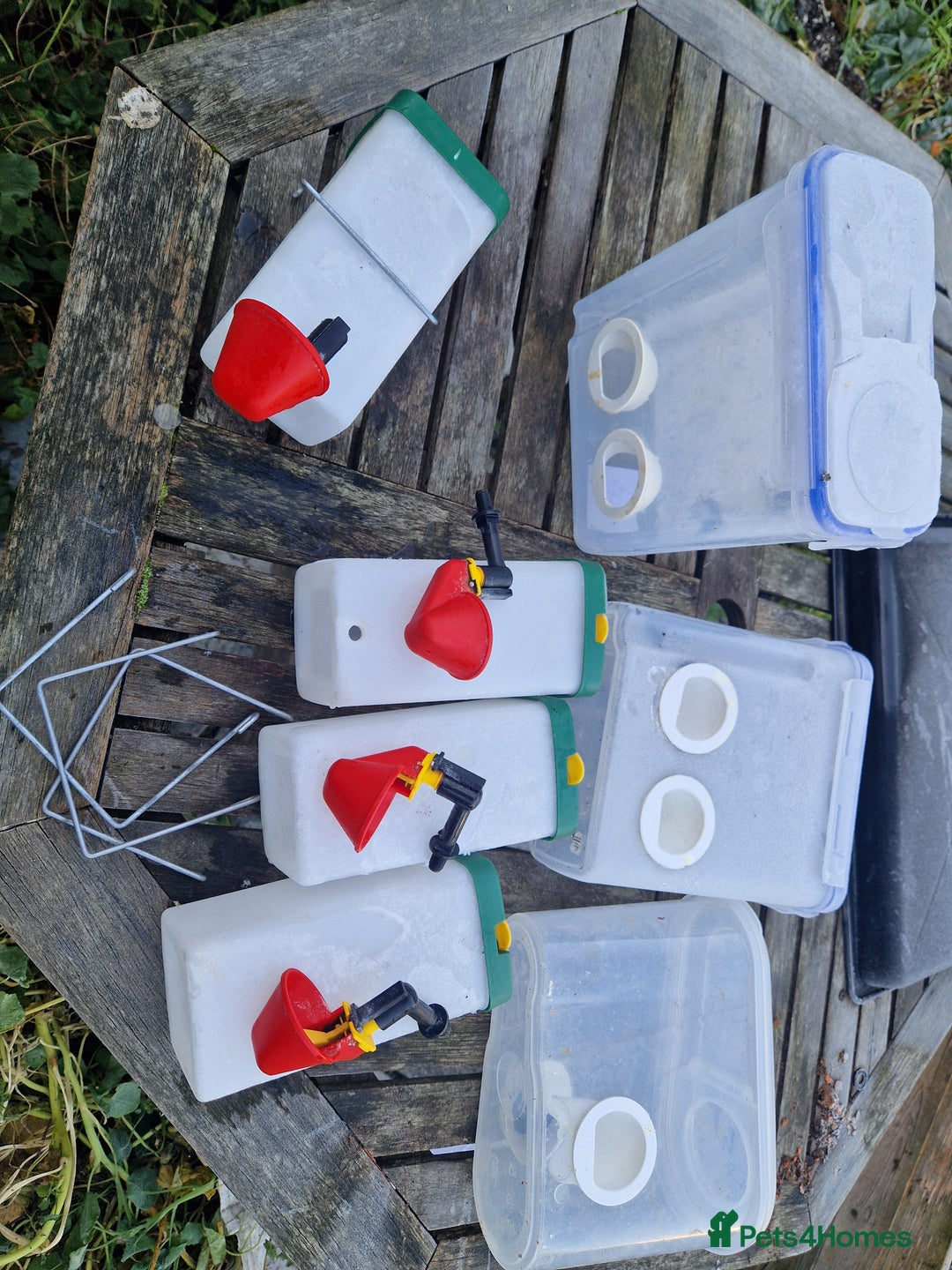 Quail poultry for sale: Ad Edited with more quail- Mealworm farm for quail - Advert 1