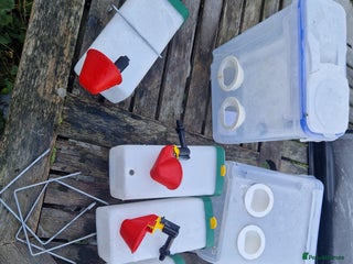 Quail poultry Ad Edited with more quail- Mealworm farm for quail - Advert 4