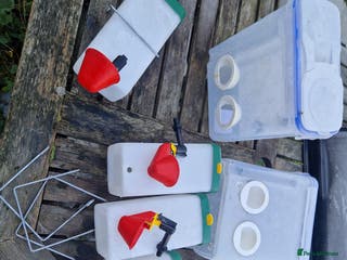 Quail poultry Ad Edited with more quail- Mealworm farm for quail - Advert 8