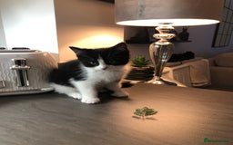 Ragdoll cats for sale: Ragdoll mix beautiful kittens  - Image 12