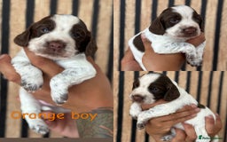 Cocker Spaniel dogs for sale: 2 Beautiful Cocker spaniel boys 🐶 - Image 1