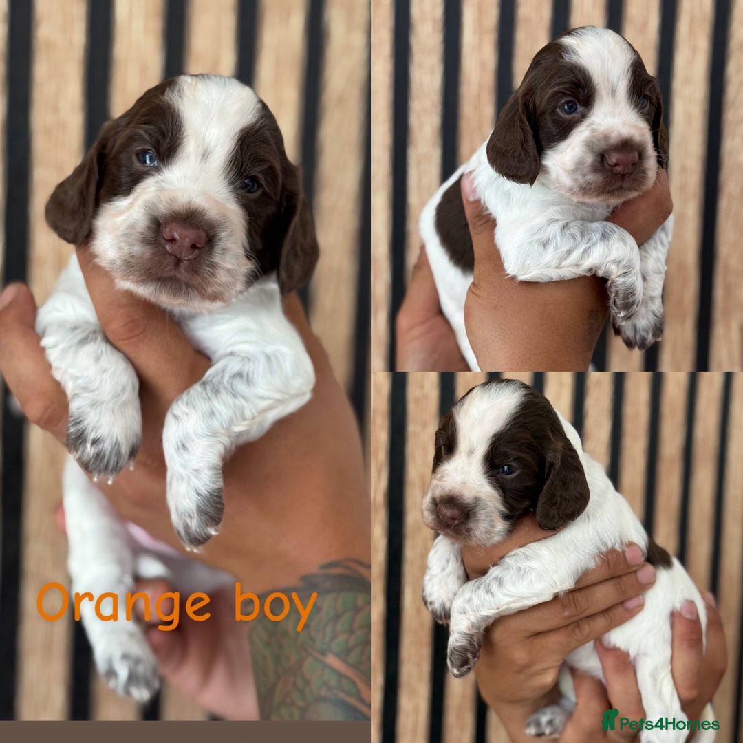 Cocker Spaniel dogs for sale: 2 Beautiful Cocker spaniel boys 🐶 - Image 1