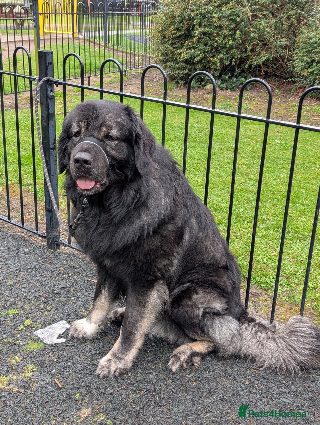 Caucasian Shepherd Dog dogs for stud: Boris Caucasian Shepherd  - Image 4