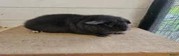 Guinea Pig rodents for sale: Teddy boars & sows  - Advert 14
