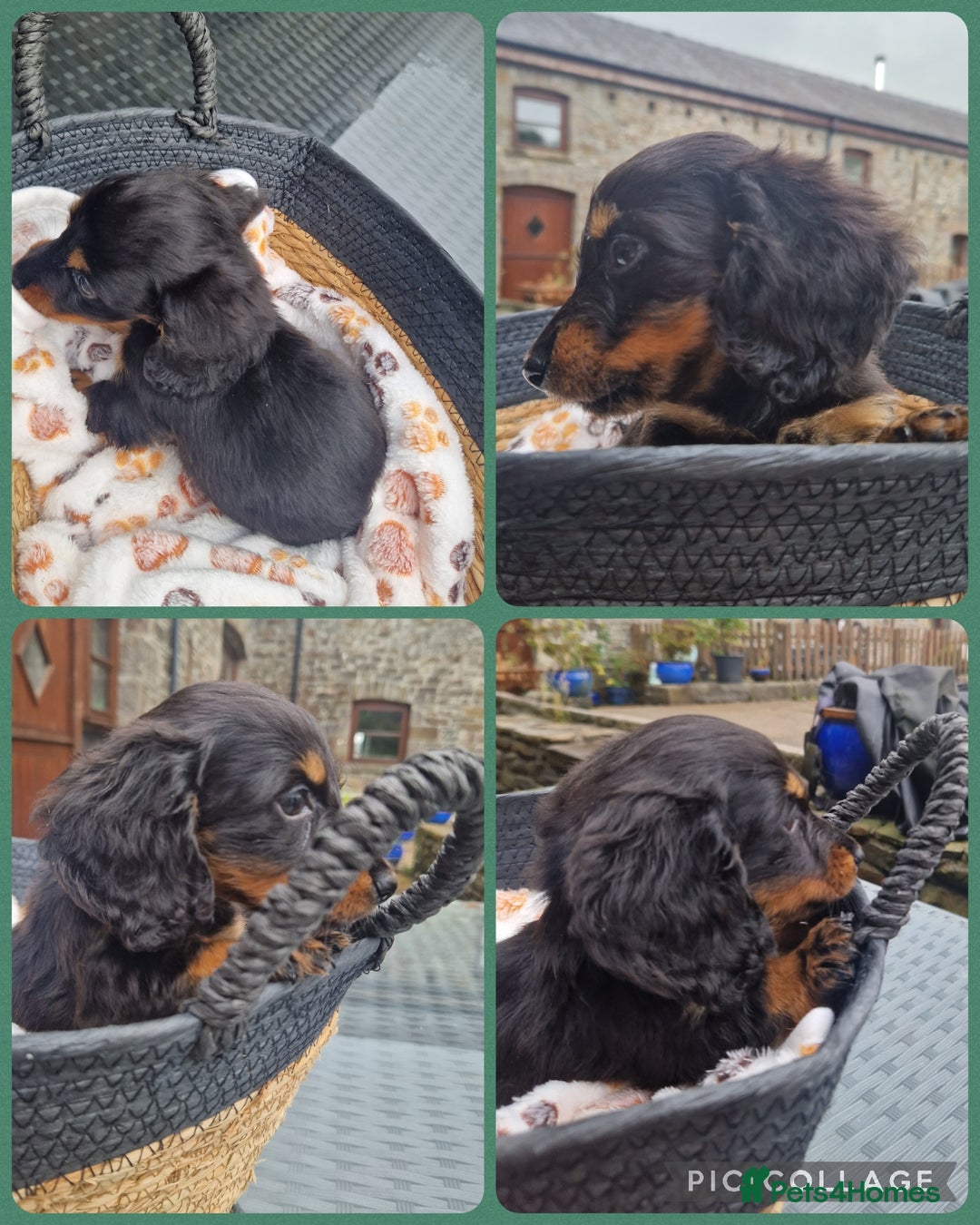 Miniature Dachshund dogs for sale: READY! KC REG LONG HAIR MINIATURE DACHSHUNDS  - Image 5