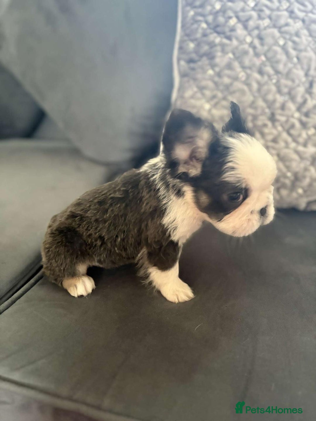 French Bulldog dogs for sale: Luxury Female full fluffy panda husky  - Advert 8