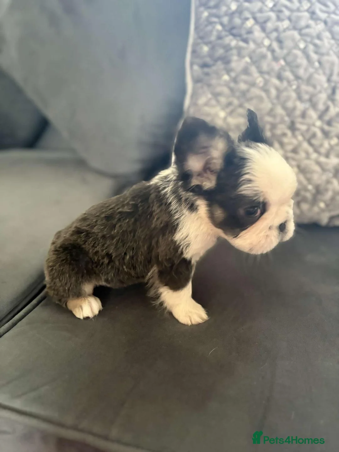 French Bulldog dogs for sale: Luxury Female full fluffy panda husky  - Advert 9