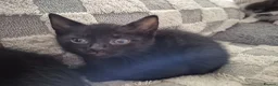 Domestic Shorthair cats for sale: Beautiful black and tabby babies  - Advert 23