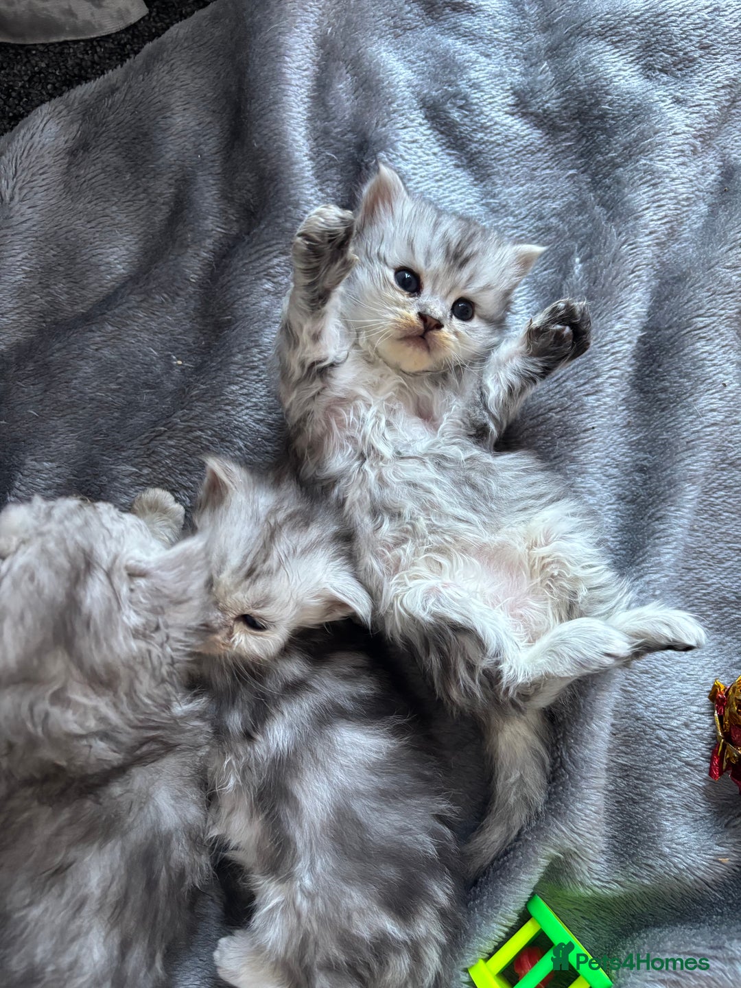 Persian cats for sale: Stunning Persian X mainecoon babies - Advert 16