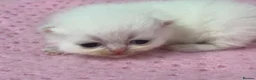 Exotic cats for sale: 3 beautiful quality exotic kittens - Advert 21