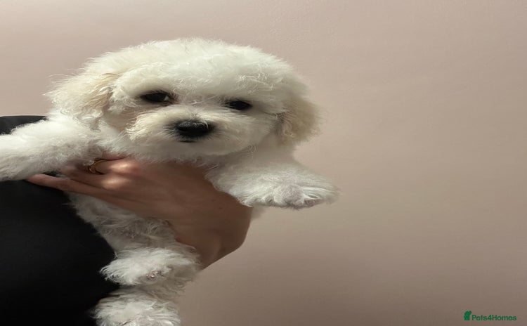 Bichon Frise dogs - Advert 1