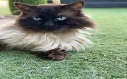 Ragdoll cats for sale: Adorable Blue Point Ragdoll Kittens - Image 20