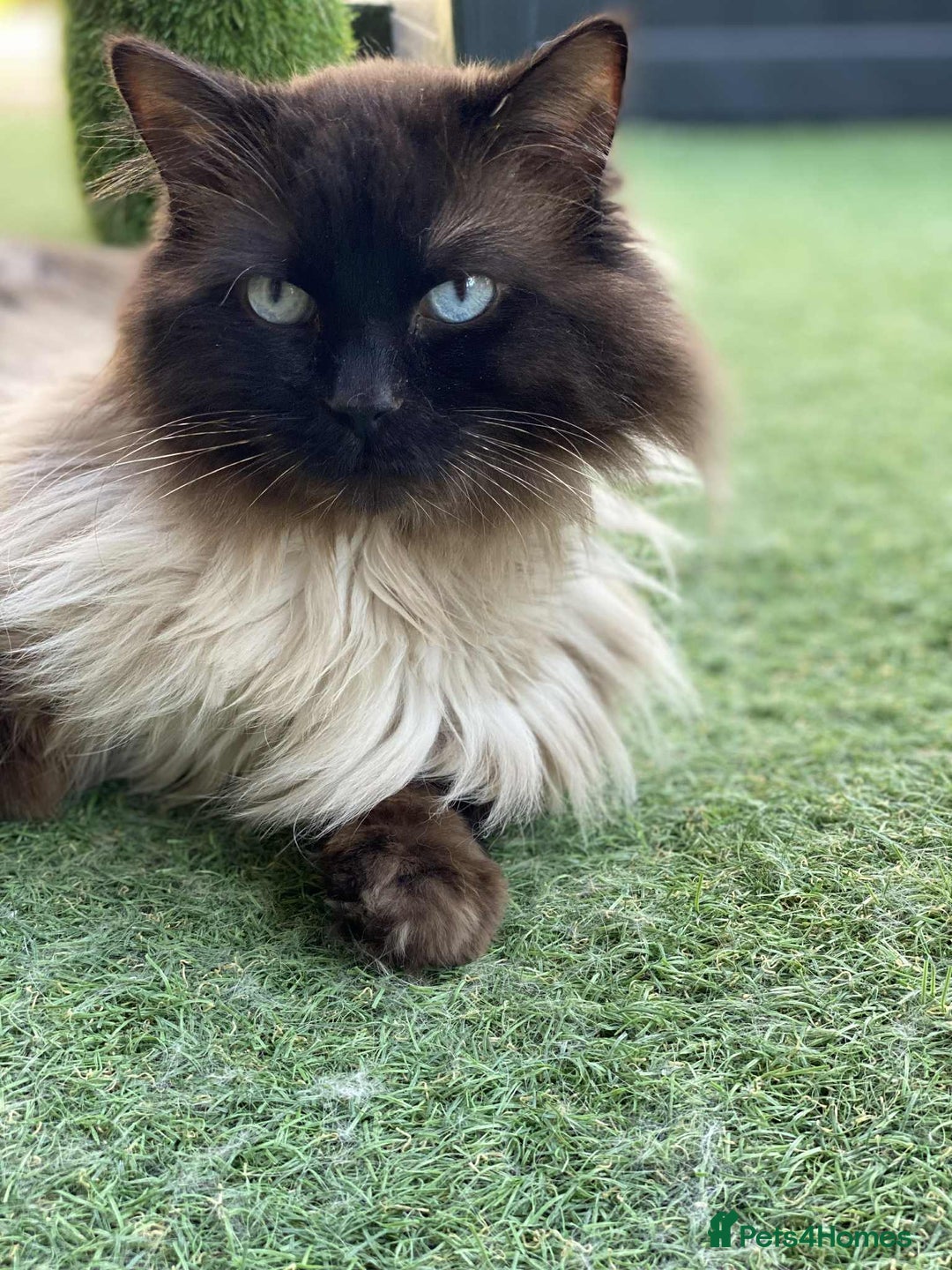 Ragdoll cats for sale: Adorable Blue Point Ragdoll Kittens - Image 20