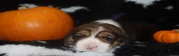 Beagle dogs for sale: Champion sired beagle puppies - Advert 2