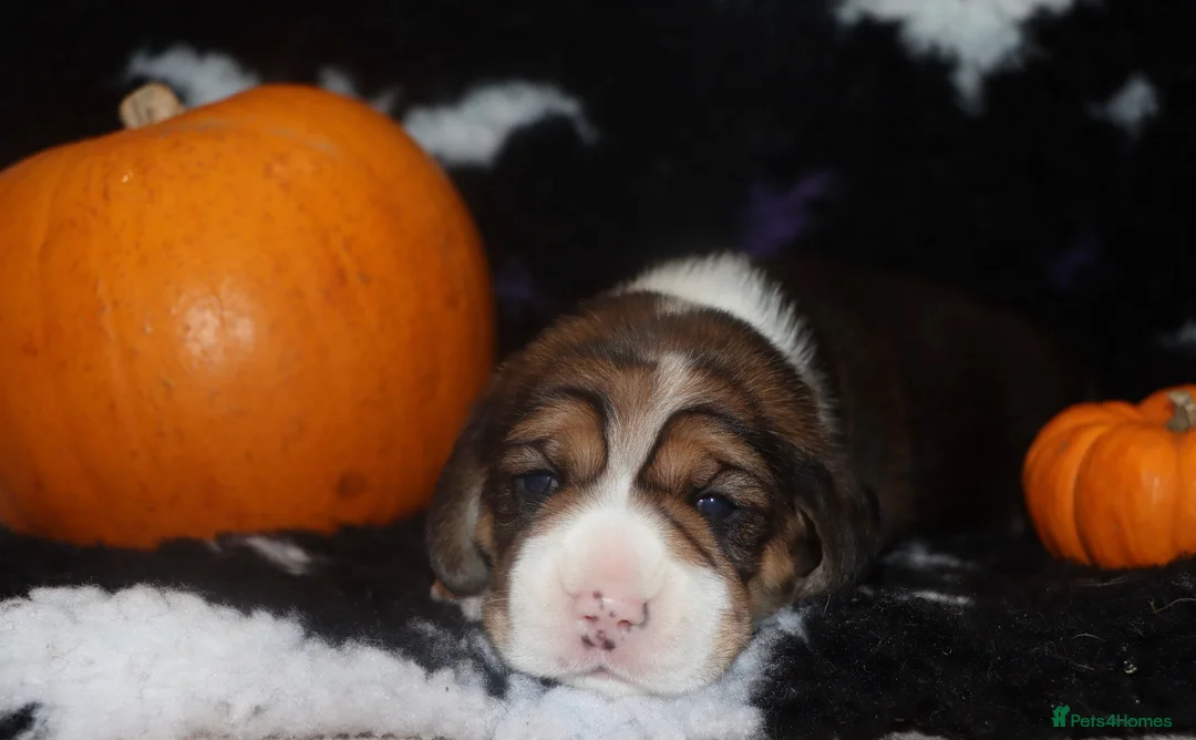 Beagle dogs for sale: Champion sired beagle puppies - Advert 2