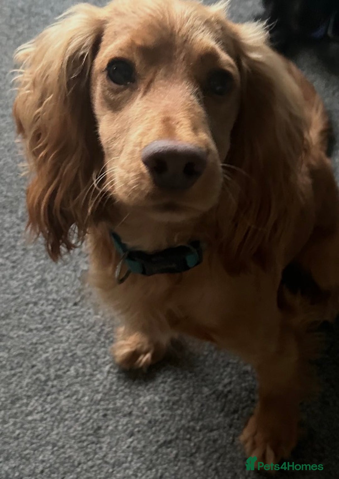 Cocker Spaniel dogs for sale: Red Cocker spaniel male  - Advert 3