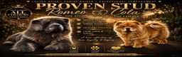 Chow Chow dogs for stud: Chow chow stud  - Advert 2
