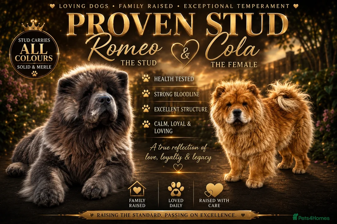 Chow Chow dogs for stud: Chow chow stud  - Advert 2
