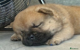 Chow Chow dogs for sale: Quality chow chow pups - Image 1