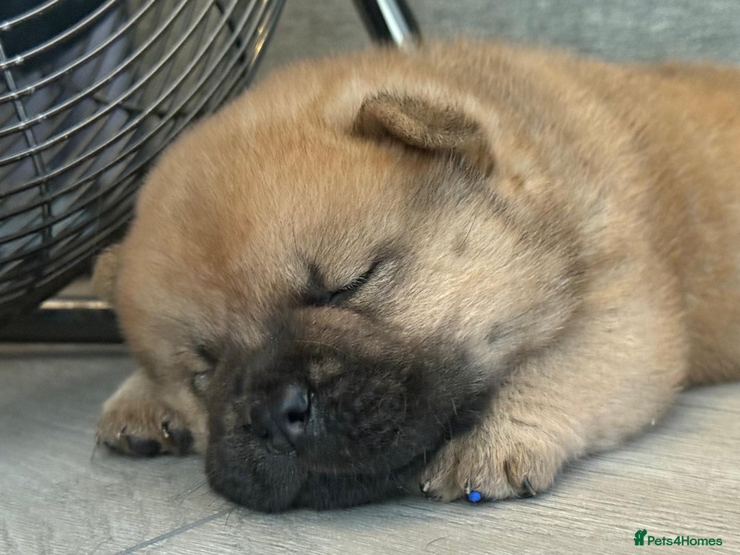 Chow Chow dogs for sale: Quality chow chow pups - Image 1