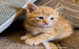 Mixed Breed cats for sale: Stunning Gingerbread male kitten - Image 1