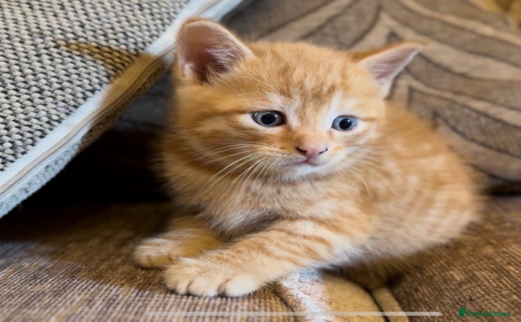 Mixed Breed cats - Advert 13