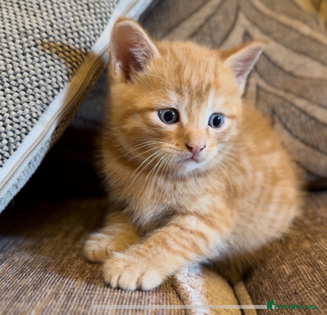 Mixed Breed cats for sale: Stunning Gingerbread male kitten - Image 1