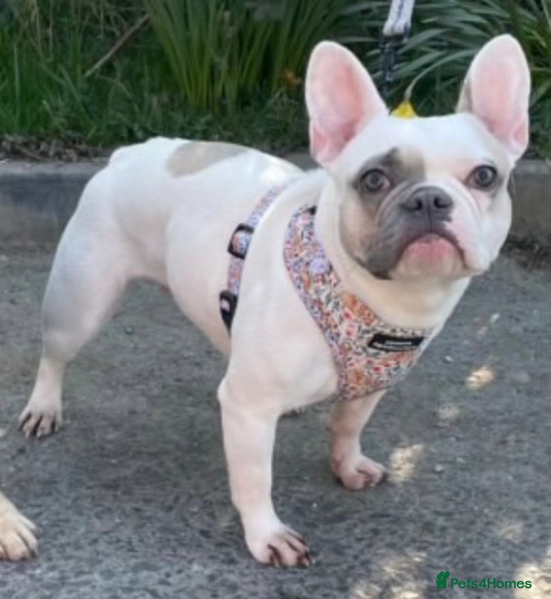 French Bulldog dogs for sale: 11 weeks old Isabella & tan carries fluffy RFG  - Image 6