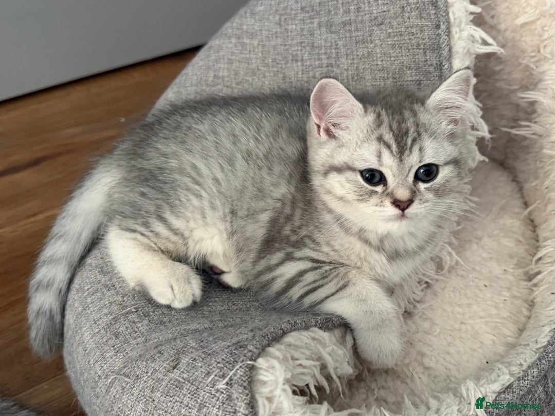 Scottish Fold cats for sale: Perfect  **  - Advert 10