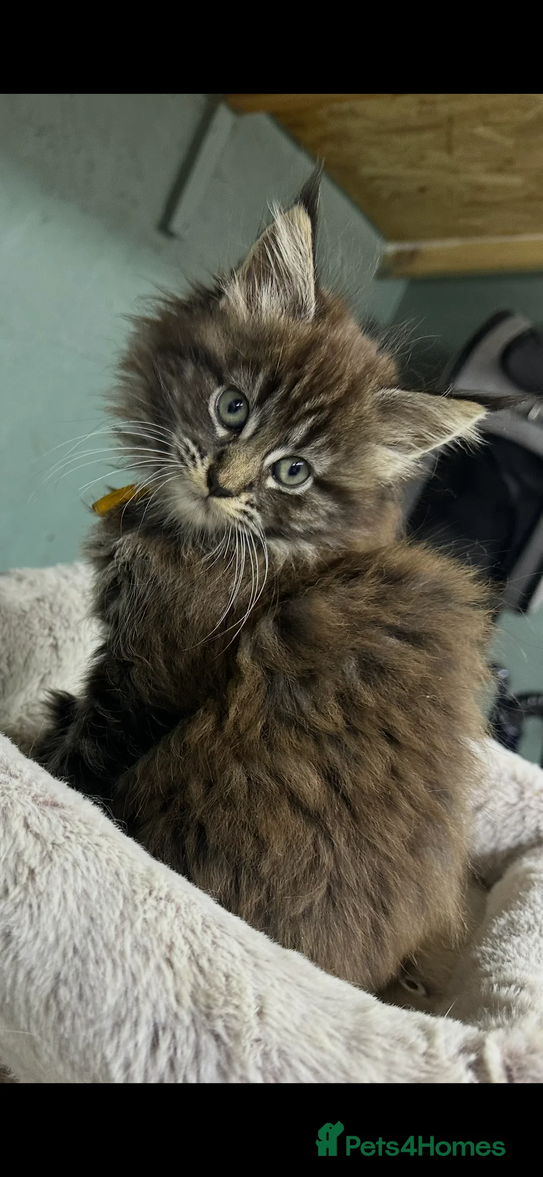 Maine Coon cats for sale: Mainecoons  - Advert 3