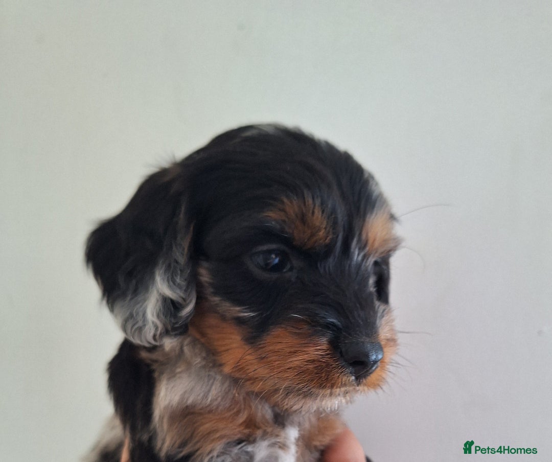 Mixed Breed dogs for sale: Jackapoo x cockerspaniel  - Image 11