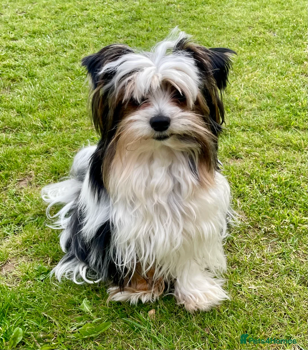 Biewer Terrier dogs for stud: Biewer terrier stud - Advert 2