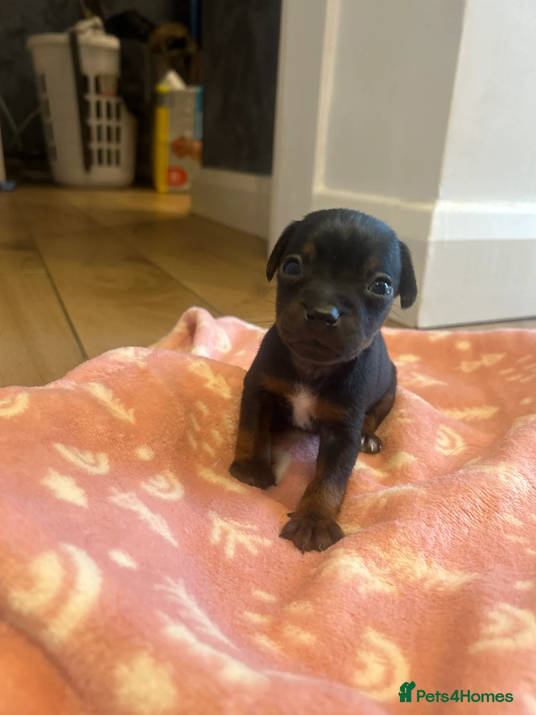 Mixed Breed dogs for sale: Patterdale X Jack Russell  - Advert 12