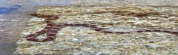 Corn Snake reptiles for sale: Corn snake  in Leicester - Advert 6