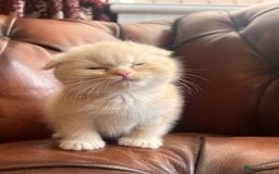 Scottish Fold cats for sale: 💫🐾Adorable kittens looking for loving homes🐾💫 - Image 2