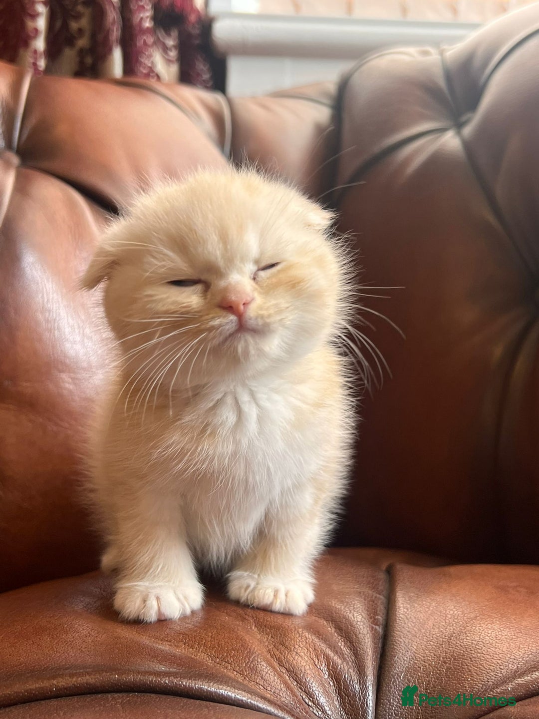 Scottish Fold cats for sale: 💫🐾Adorable kittens looking for loving homes🐾💫 - Image 2