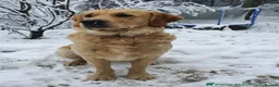 Golden Retriever dogs for sale: 0-0 Golden Retriever in Wickford - Advert 6