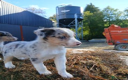 Border Collie dogs for sale: 2 smart Blue merl and two black &white puppies - Image 3
