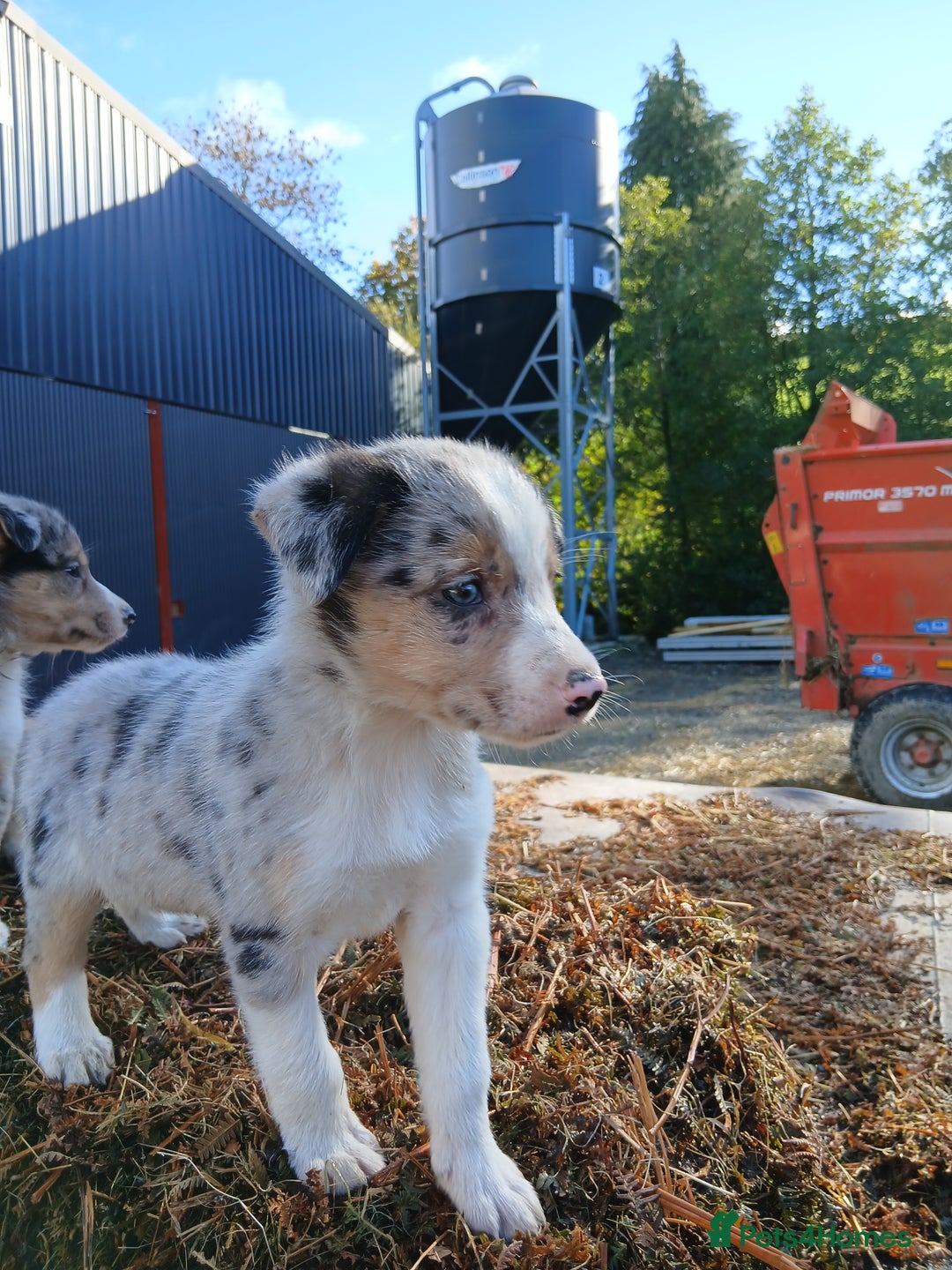 Border Collie dogs for sale: 2 smart Blue merl and two black &white puppies - Image 3